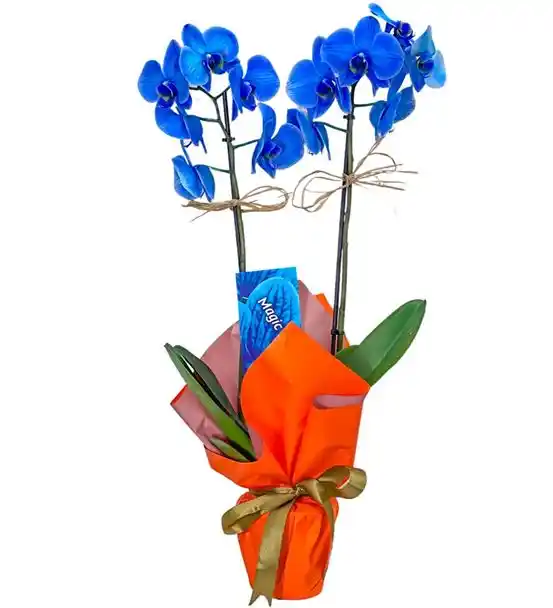 2 Dal Mavi Orkide Zarafetin Simgesi