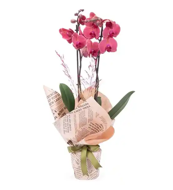 Sorrento Ateş Rengi 2 Dal Orkide Tasarım Aranjmanı