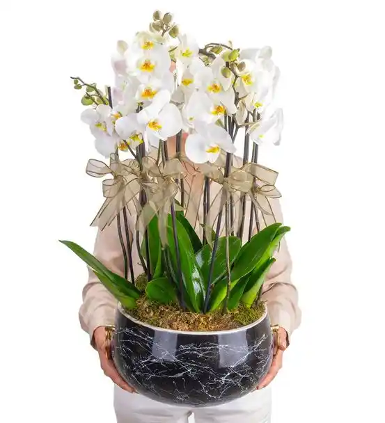 Opulent Siyah Saksıda Beyaz 10 Dal Orkide