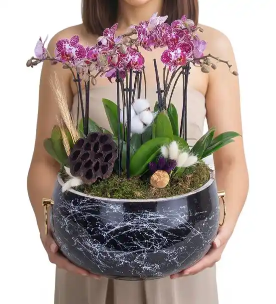 Opulent Noir Dev Saksıda 10 Dal Mini Mor Orkide