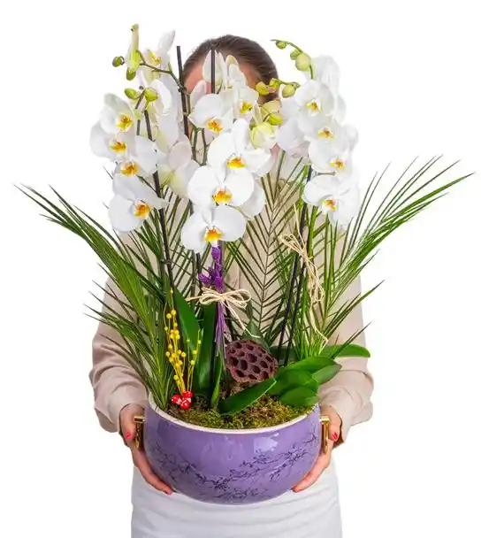 Royal Violet Saksıda Deluxe 6 Dal Beyaz Orkide