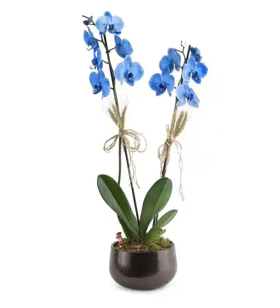 Isola Margherita 2 Dal Mavi Orkide Aranjmanı