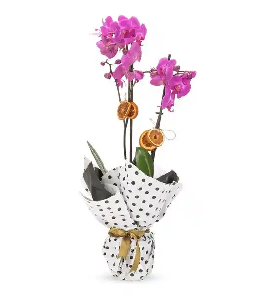 Akira Serisi 2 Dal Mor Orkide Tasarım Aranjmanı