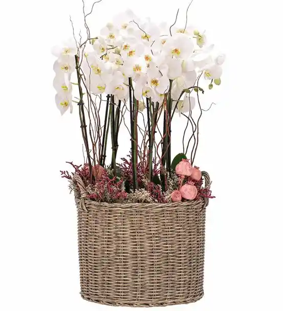 Athena Serisi Magnificent Beyaz Orkide Tasarım