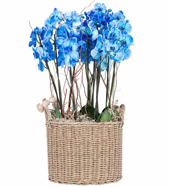 Athena Serisi Magnificent Mavi Orkide Tasarım