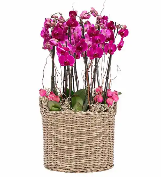 Athena Serisi Magnificent Pembe Orkide Tasarım