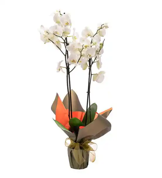 Premium İthal Çift Dal Beyaz Orkide Tasarım