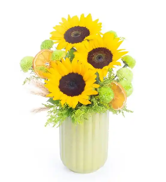 3 Ayçiçek Sabah Güneşi Çiçekleri